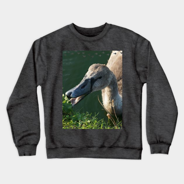 Swan Baby Eating Crewneck Sweatshirt by Nicole Gath Photography